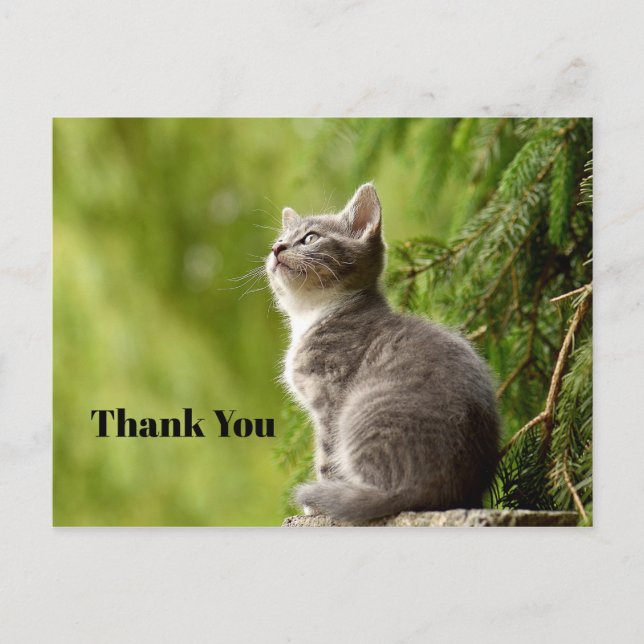 Carte Postale Mignon Chat Gris Qui Regarde Vers le Haut Photo Me (Devant)