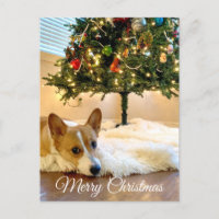 Mignon Corgi sous l'arbre de Noël Photographie