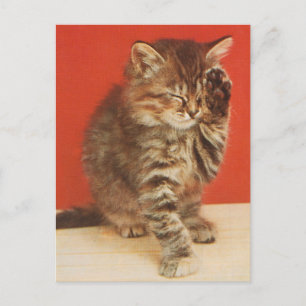 Carte Postale Mignon et câlin petit chaton