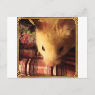 Carte Postale Mignon Hamster syrien