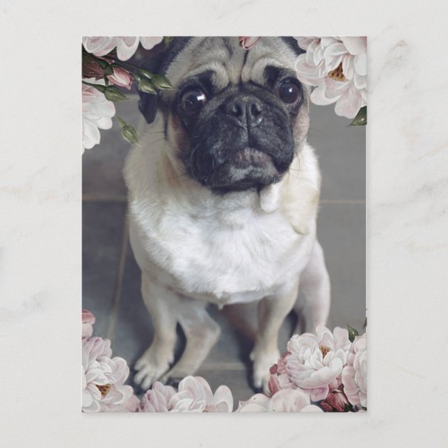 Carte Postale Mignon Pug (Devant)