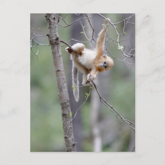 Carte Postale Mignon singe doré aux branches d'arbre (Devant)