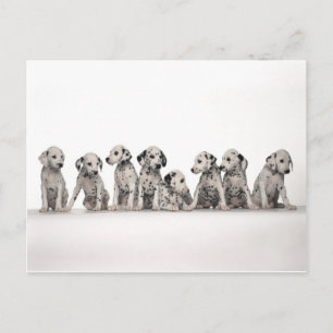 Carte Postale mignonette chiots marionnettes chiot chiot chien c