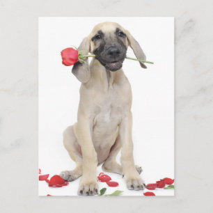 Carte Postale mignonne, admiration, romance, amour,