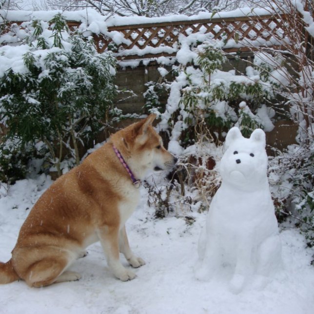 Carte Postale mignonne akita assise dans la neige avec la photo  (Créateur téléchargé)