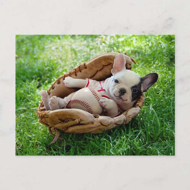Carte Postale Mignonne chiot dans un Mitt de baseball (Devant)