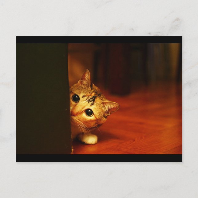 Carte Postale mignonne_drôle_animaux_28 kitten chat sneaking (Devant)