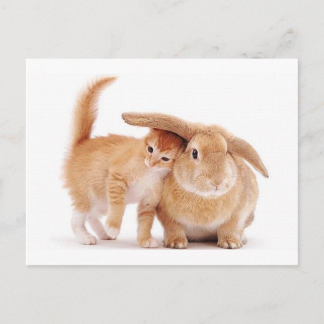 Carte Postale mignonne_drôle_animaux_8 chaton lapin lapin amis (Devant)