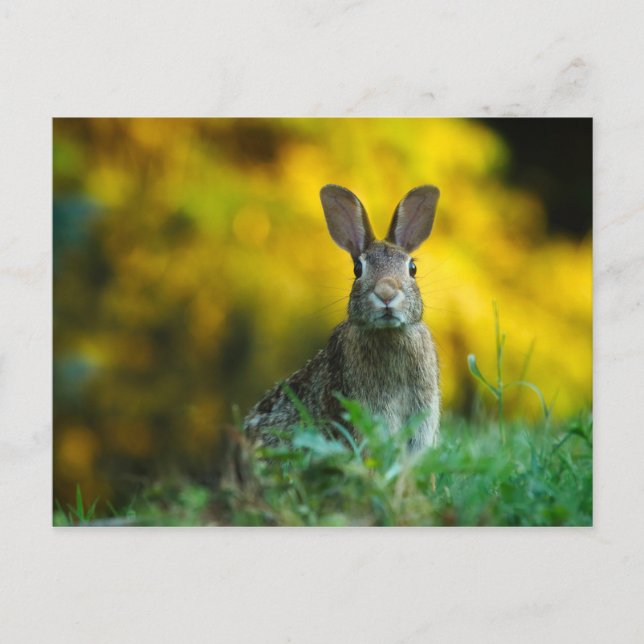 Carte Postale Mignonne lapin lapin (Devant)