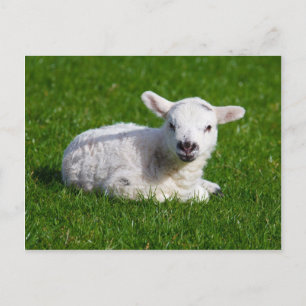 Carte Postale Mignonne mouton bébé couché dans l'herbe