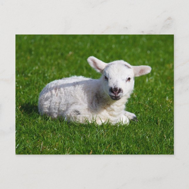 Carte Postale Mignonne mouton bébé couché dans l'herbe (Devant)