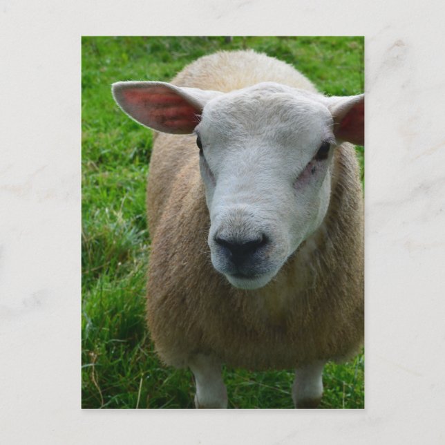 Carte Postale Mignonne mouton écossais (Devant)
