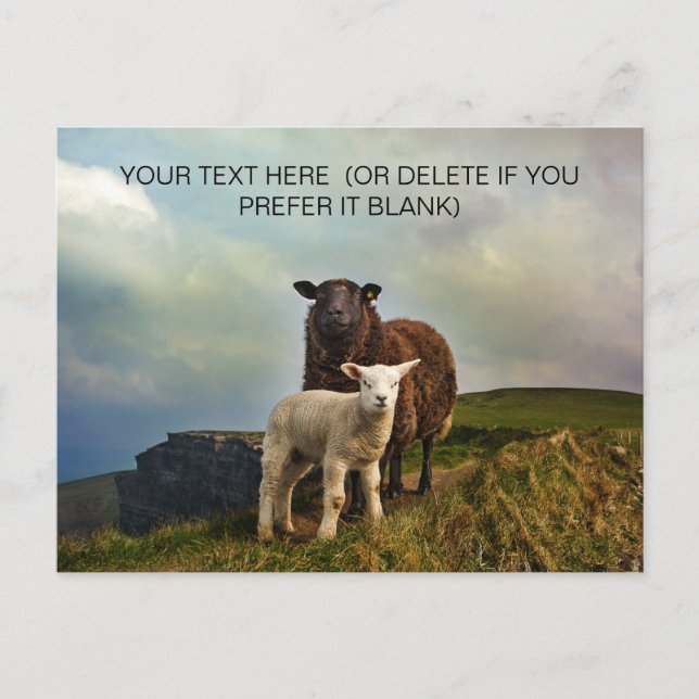 Carte Postale Mignonne mouton irlandais - Irlande Voyage (Devant)