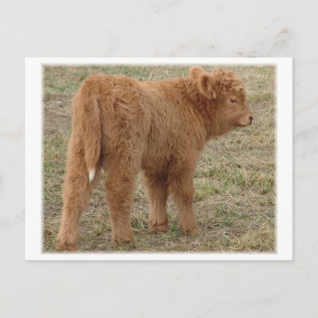 Carte Postale Mignonne queue blanche ! (Devant)