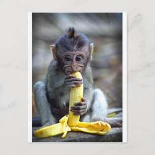 Carte Postale Mignonne singe macaque de bébé mangeant de la bana