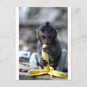Carte Postale Mignonne singe macaque de bébé mangeant de la bana