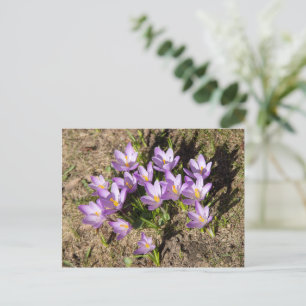 Carte Postale Mignons crocus de printemps