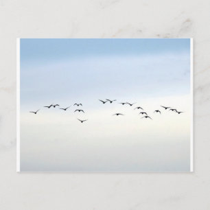 Carte Postale migrateurs