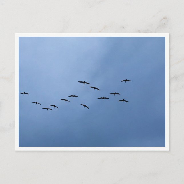 Carte Postale Migrating Geese in V-Formation (Devant)