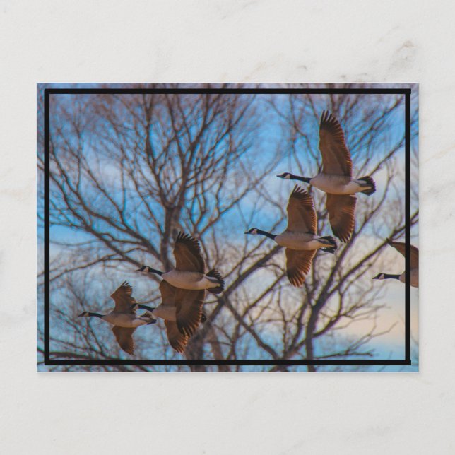 Carte Postale Migration (Devant)