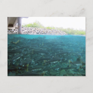 Carte Postale Migration De Saumons Roses En Kodiak, Alaska