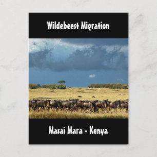 Carte Postale Migration des espèces sauvages Masai Mara Kenya ca