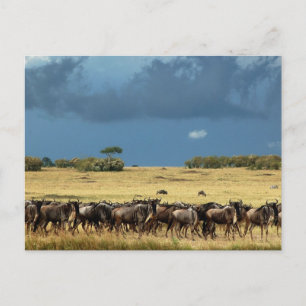 Carte Postale Migration des espèces sauvages Masai Mara Kenya ca