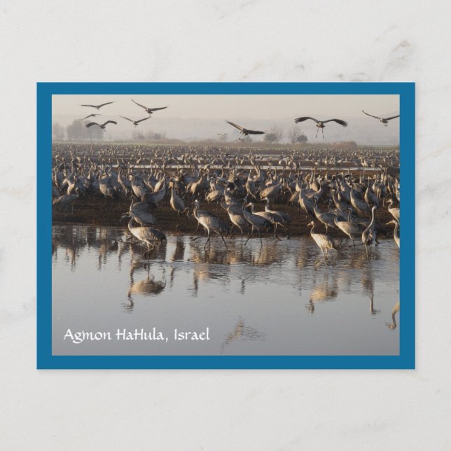 Carte postale Migrer les oiseaux (Devant)