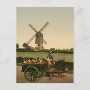 Carte Postale Milkmaid belge vintage (Laitière Belge)