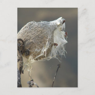 Carte Postale Milkweed