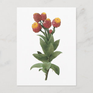Carte Postale milkweed(Astelma eximium) par Redouté