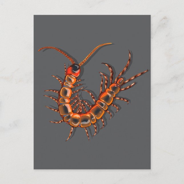 Carte Postale Mille-pattes  (Devant)