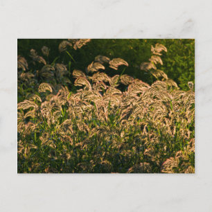 Carte Postale Millet sauvage (Panicum Sp.) poussant dans une zon