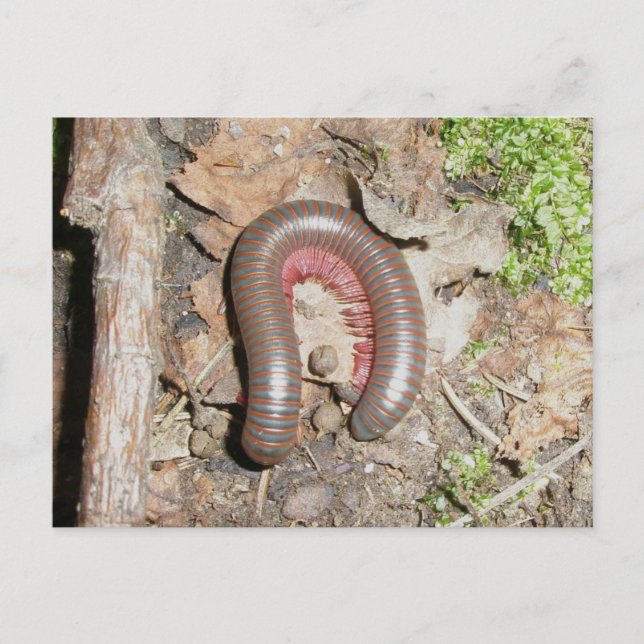 Carte Postale Millipede (Spirobolida-Narceus americanus) (Devant)