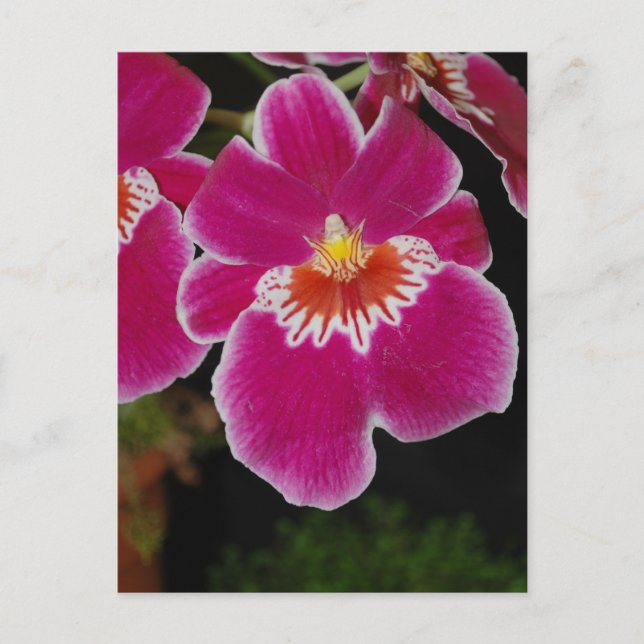 Carte Postale Miltonia Eros orchidée sanseuse (Devant)