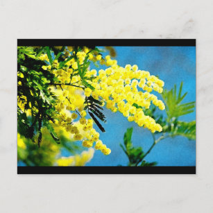 Carte Postale Mimosa de France