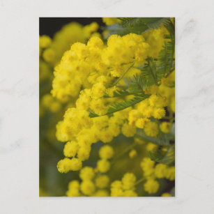 Carte Postale mimosa in bloom postcard