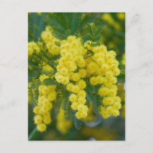 Carte Postale mimosa jaune en fleur