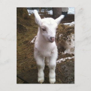 Carte postale Min Doeling