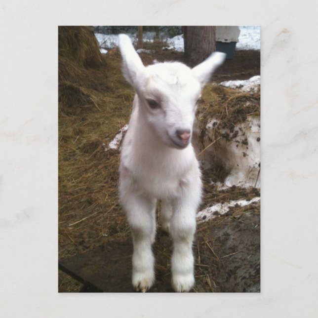 Carte postale Min Doeling (Devant)