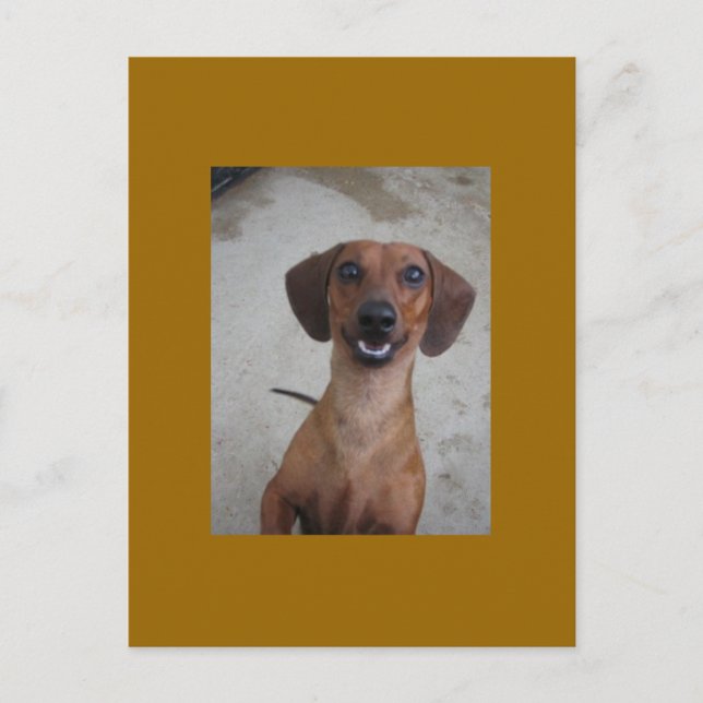 Carte Postale Minature Dachshund (Devant)