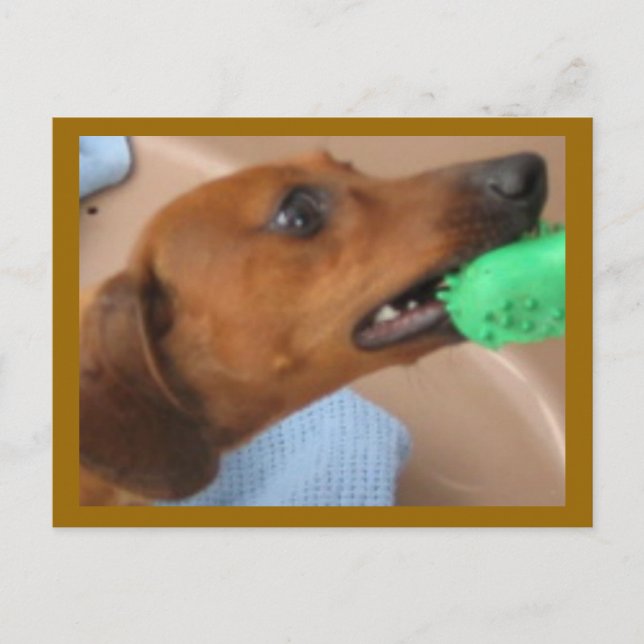 Carte Postale Minature Dachshund (Devant)