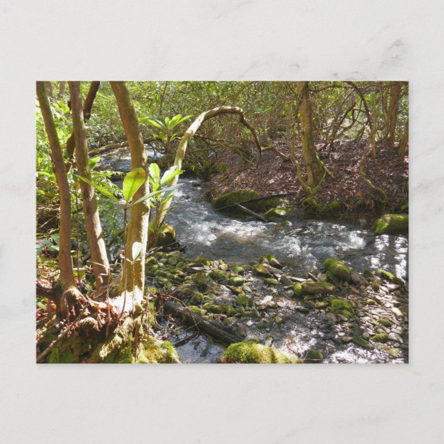 Carte Postale Mingus Creek dans les Smoky Mountains (Devant)