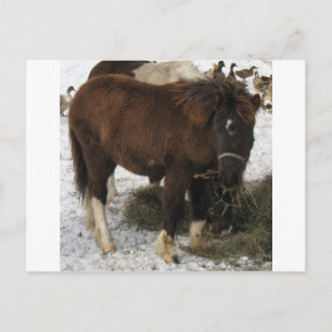 Carte Postale mini-cheval