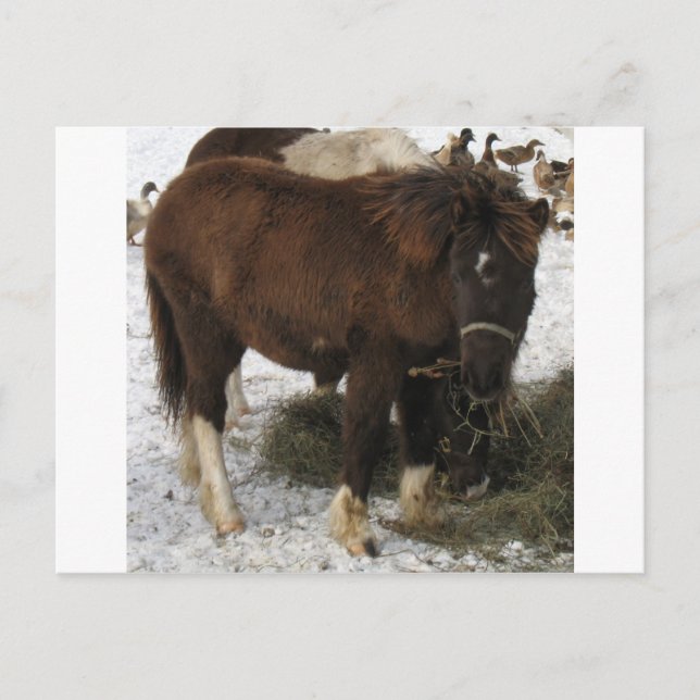 Carte Postale mini-cheval (Devant)