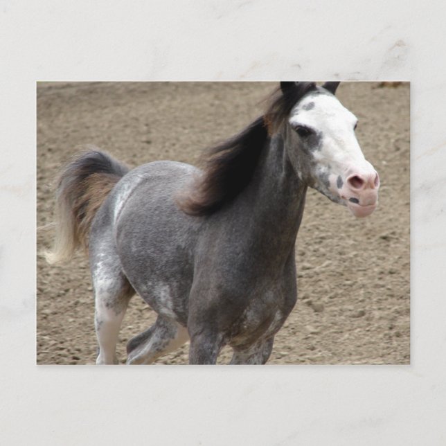 Carte Postale Mini cheval en classe de liberté à un concours hip (Devant)