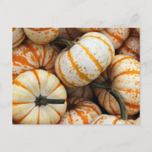 Carte Postale Mini Citrouilles blanc et orange