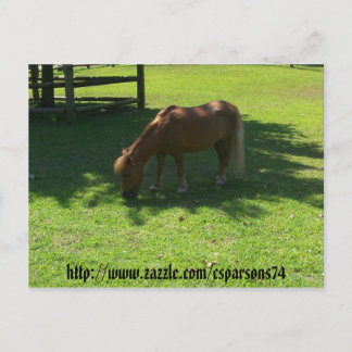 Carte postale Mini Horse