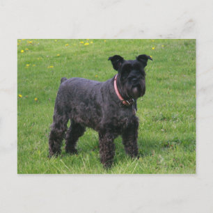 Carte Postale mini nauzer plein