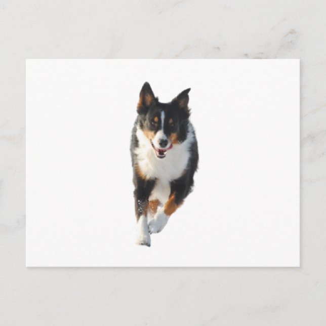 Carte Postale Miniature American Shepherd Black Tri en course (Devant)
